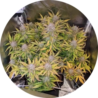 Big Devil XL Auto Fem.