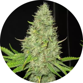 Critical Jack Auto Reg.