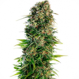 Hindy Kush Auto Fem.