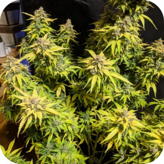 Californian Snow Auto Fem.