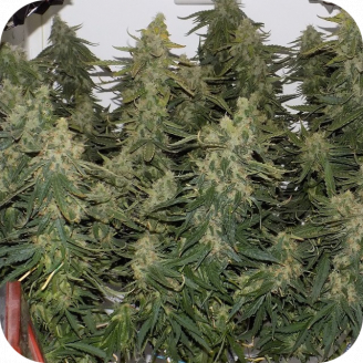 Six Shooter Auto Fem.