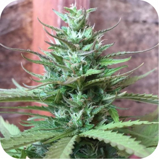 Six Shooter Auto Fem.