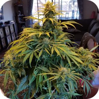 Tangerine Dream Auto Fem.