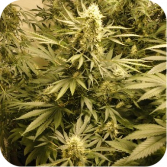 Ak 47 Auto Fem.