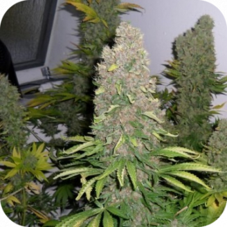 Jack Herer Fem.