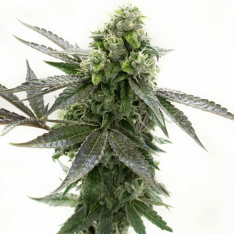 Blackberry Auto Fem.