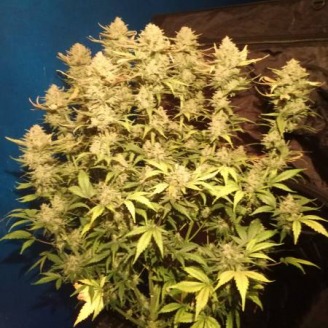 Blackberry Auto Fem.