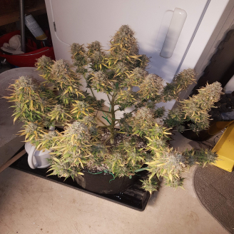 Royal Gorilla Auto Fem.