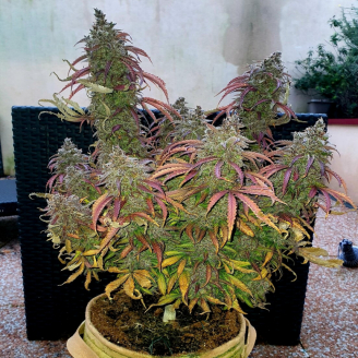 Smoothie Auto Fem.