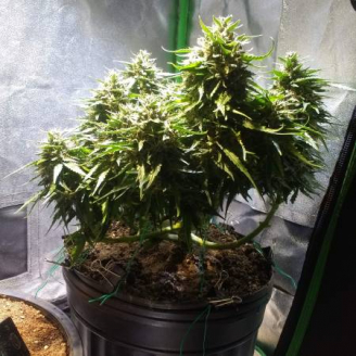 Super Lemon Haze Auto Fem.