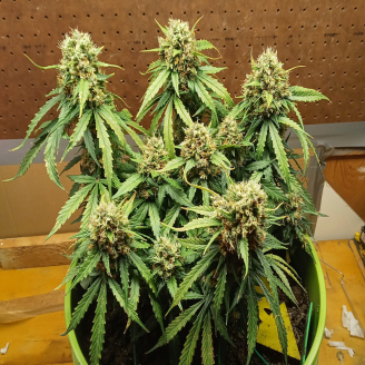 Wedding Cake Auto Fem.