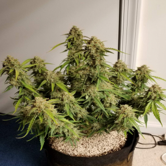 White Widow Auto Fem.