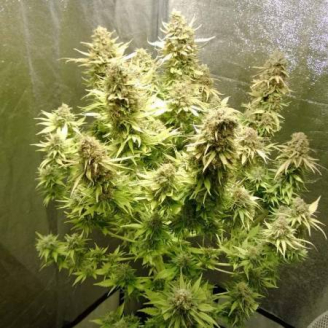 AK-49 Auto Fem.