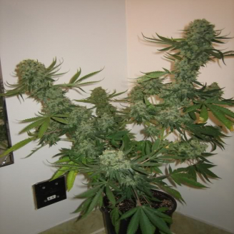 AK-49 Auto Fem.