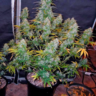 Fast Bud Auto Fem.