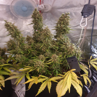 Fast Bud Auto Fem.