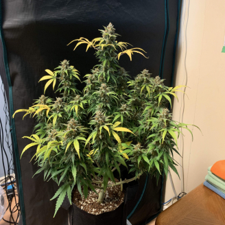 Killer Kush Auto Fem.