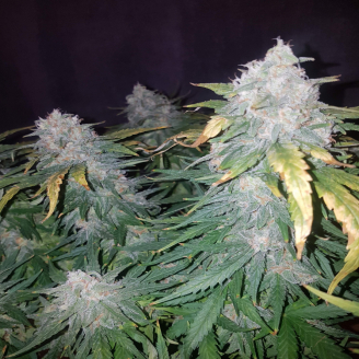 Cream Cookies Auto Fem.