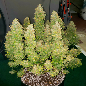 Stardawg Auto Fem.