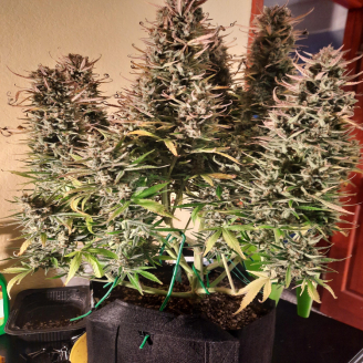 Acid Rain Auto Fem.