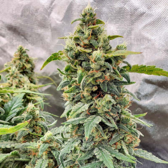 Afghan Auto Fem.