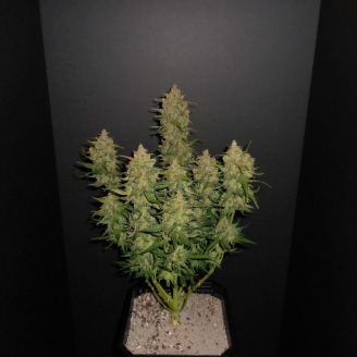 AK 47 Auto Fem.