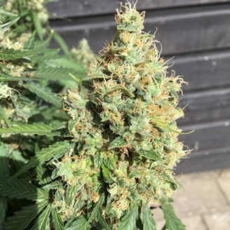 AK 47 Auto Fem.