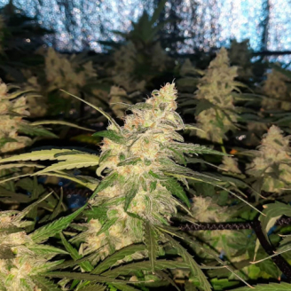 AK 47 Auto Fem.