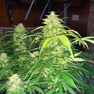 Apple Betty Auto Fem.