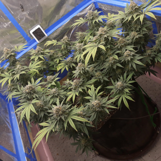 Apple Betty Auto Fem.