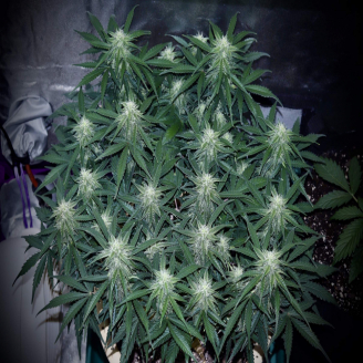 Bruce Banner Auto Fem.