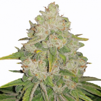 Семена конопли Bruce Banner Auto Fem.