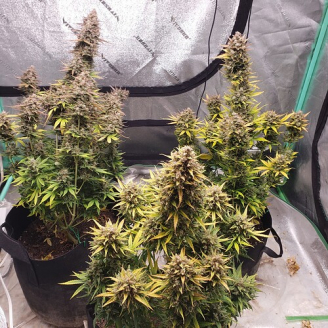 Godzilla Cookies Auto Fem.