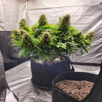 Godzilla Cookies Auto Fem.