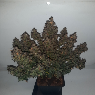 Medusa Auto Fem.