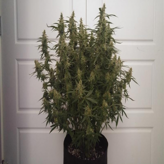 Quarter Pounder Auto Fem.