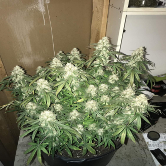 Quarter Pounder Auto Fem.