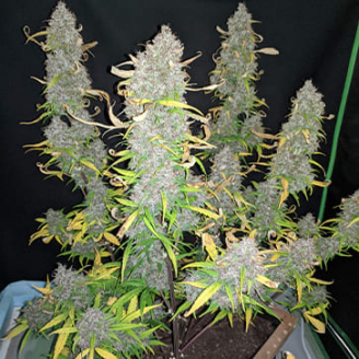 Shiskaberry Auto Fem.