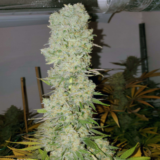 White Widow Fem.