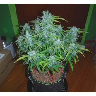 AK 47 XL Auto Fem.