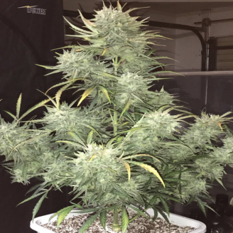 Black Widow Auto Fem.