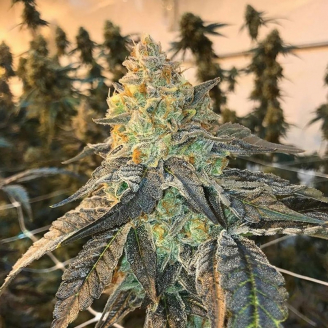 Bruce Banner # Auto Fem.