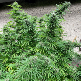 Bruce Banner # Auto Fem.