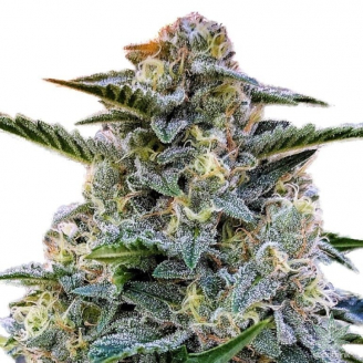 Семена конопли Bruce Banner # Auto Fem.