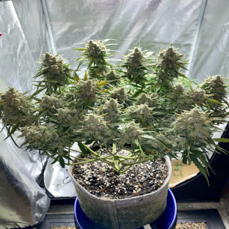 Gorilla Zkittlez Auto Fem.