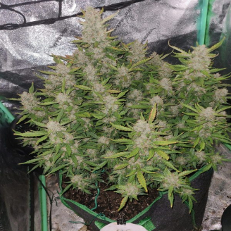 Guava Auto Fem.