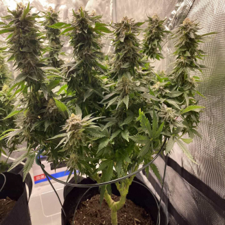 Lemon Cookies Auto Fem.