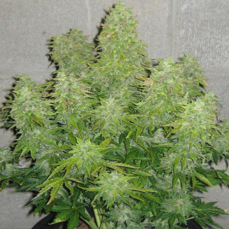 AK 47 XL Fem.