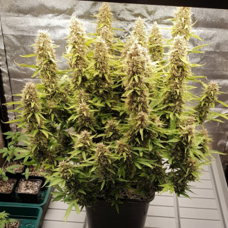 AK 47 XL Fem.