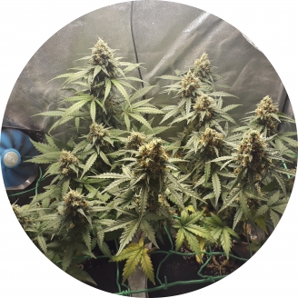 Cream Mandarine Auto Fem.